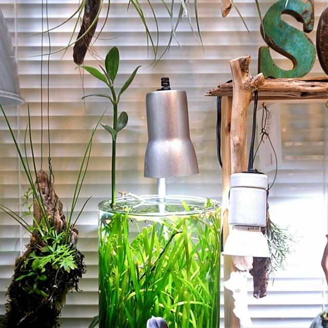 ◎SONOアクアプランツファーム オススメの水草set ～一番人気～ : SONO