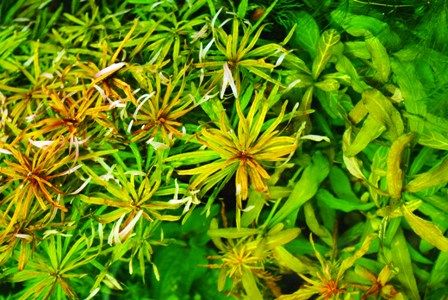 てなグッズや ルドウィジアsp インクリナータキューバ 水中葉 8 15cm前後 2本 魚用品 水草