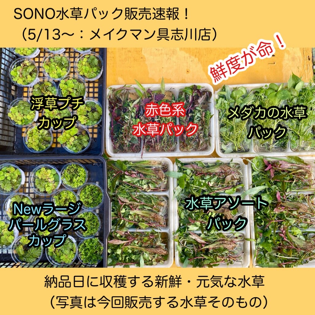 Sono水草パック販売速報 21 5 13 メイクマン具志川店 Sonoアクアプランツファーム水草情報局