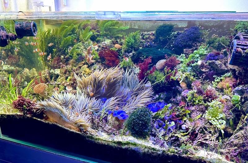 【★】海藻等色々ついたライブロックと海藻セット ☆】海藻等色々ついたライブロックと海藻セット 上物ライブ