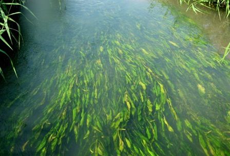 守りたい水辺の自然 水田やその周辺用水路の自然 In 沖縄 Sonoアクアプランツファーム水草情報局