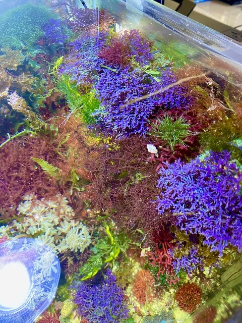 海藻 紅藻 サンゴ お任せセット （海藻の育て方②水質（栄養塩）編 
