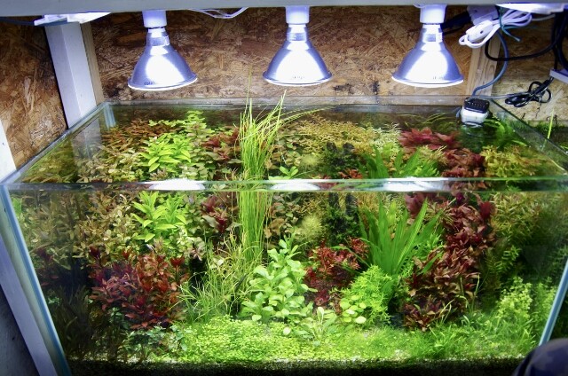 水草水槽と底面フィルター : SONOアクアプランツファーム水草