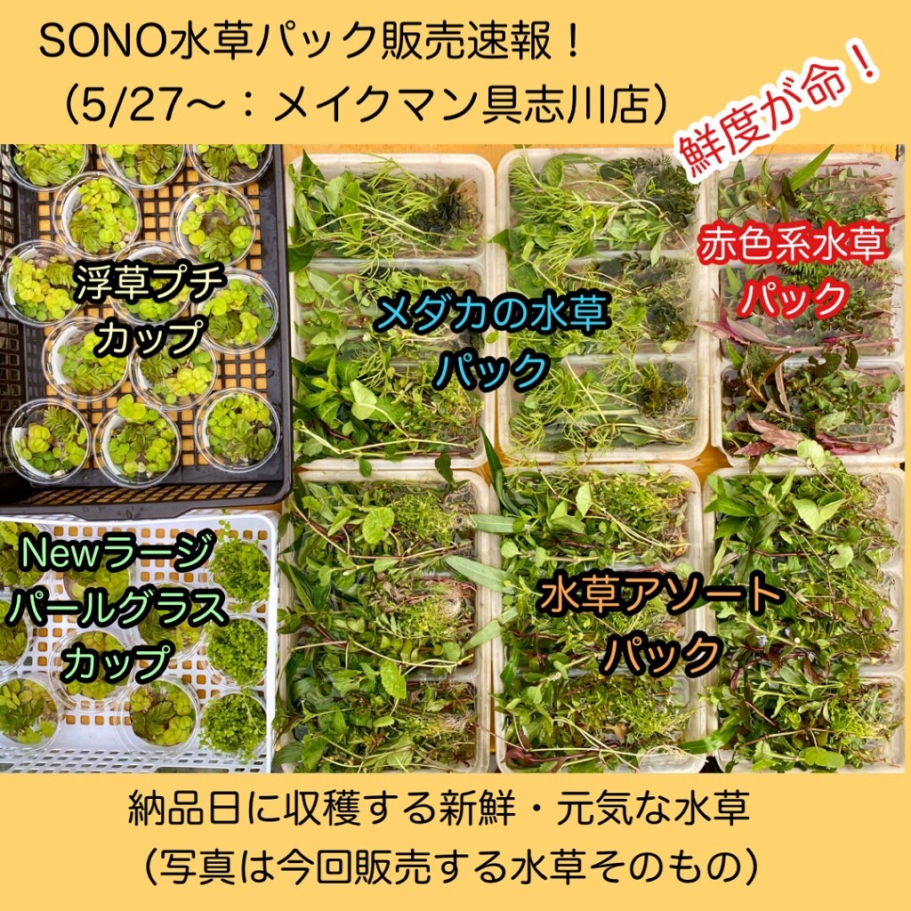 Sono水草パック販売速報 21 5 27 メイクマン具志川店 Sonoアクアプランツファーム水草情報局 Sono水草パック販売速報 21 5 27 メイクマン具志川店 Sonoアクアプランツファーム水草情報局