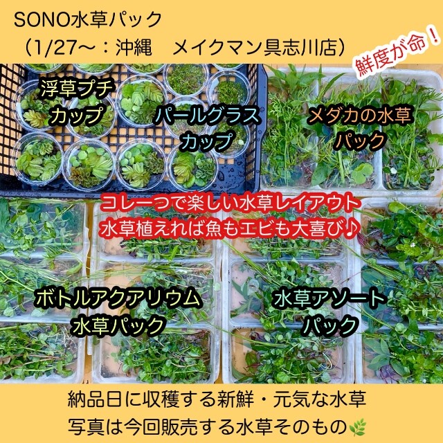 Sono水草パック販売速報 22 1 27 メイクマン具志川店 Sonoアクアプランツファーム水草情報局