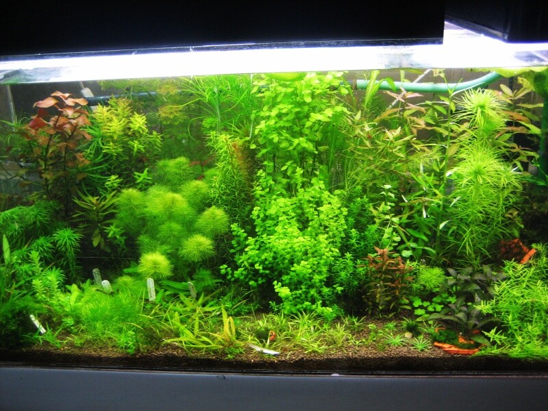 里山 Milky Way ～水田雑草～ : SONOアクアプランツファーム水草・海藻