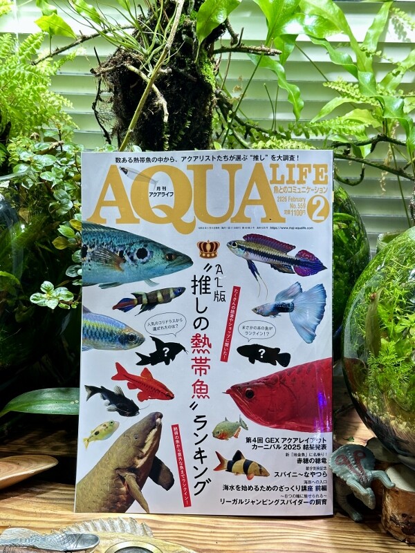 アクアライフ2月号（No.559）発売 : SONOアクアプランツファーム水草