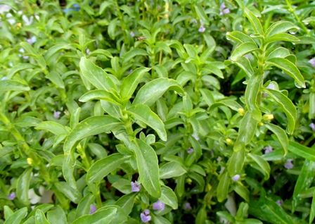 水草図鑑 ハイグロフィラ バルサミカ Sonoアクアプランツファーム水草情報局