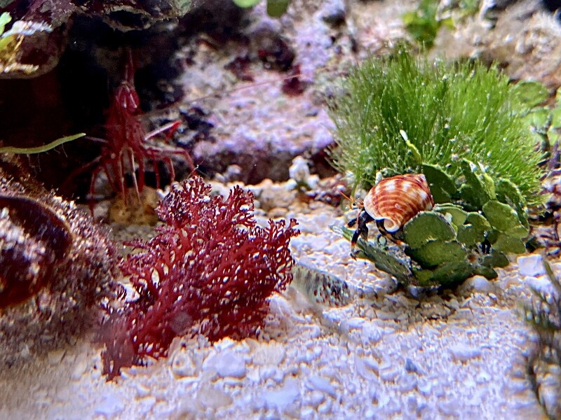 3年前の小さな海（2021年） : SONOアクアプランツファーム水草