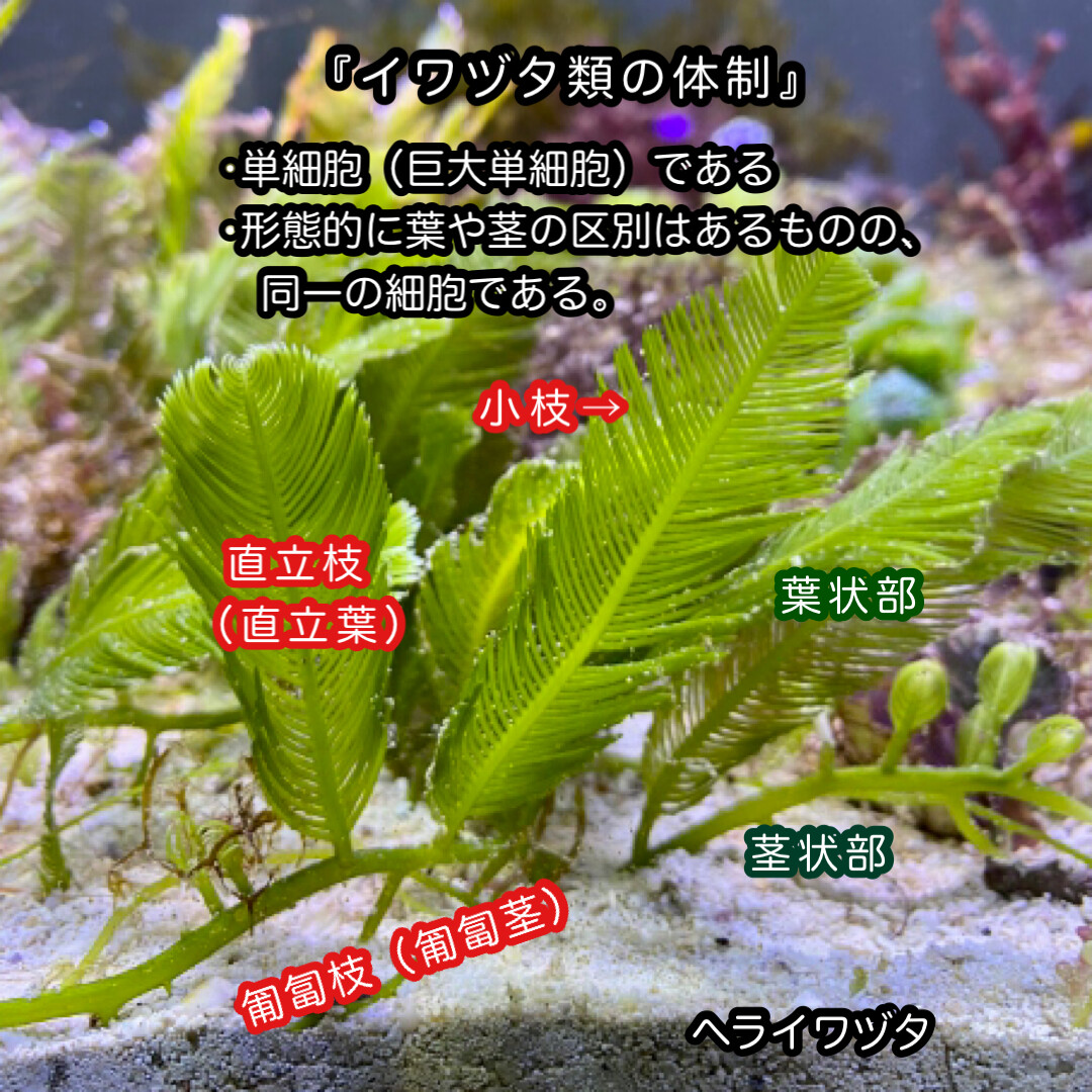 匿名・宅急便配送】 海藻 紅藻 ショップ 緑藻 気まぐれ出品！ 匿名配送