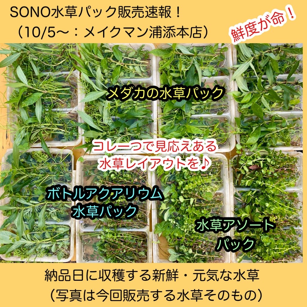 SONO水草パック販売速報(2021.10/5～:メイクマン浦添本店) : SONO