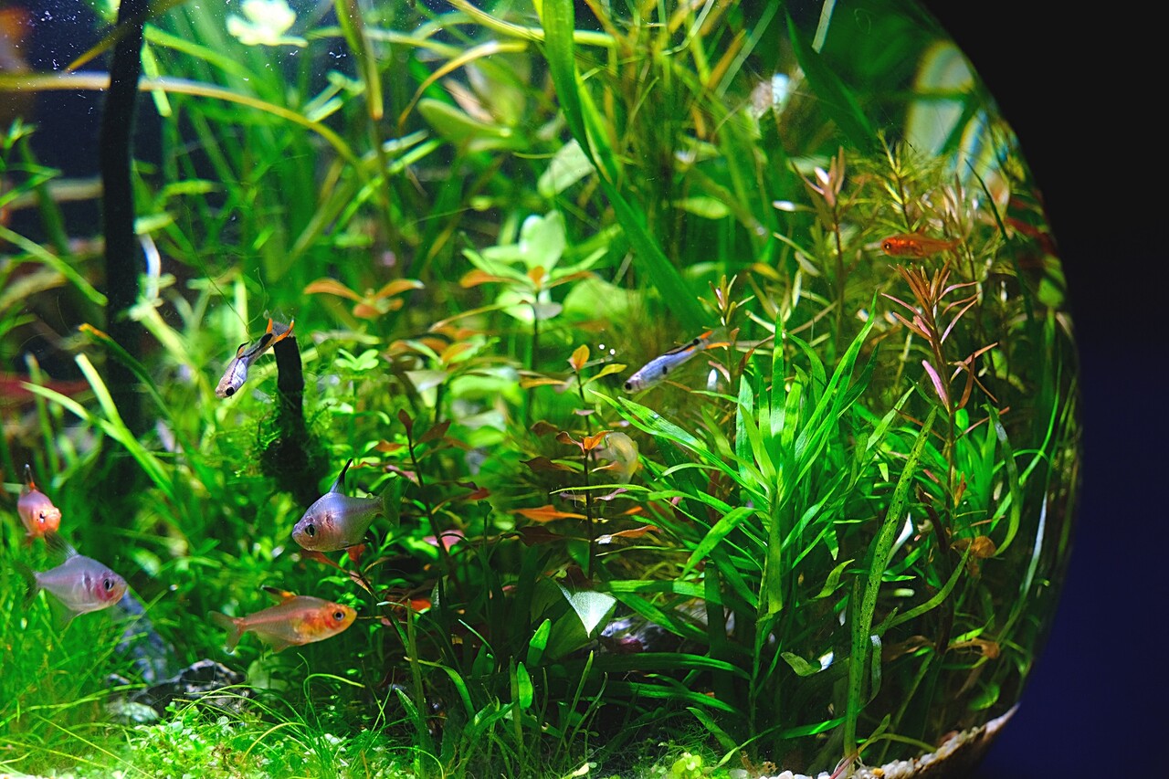 水草の処理剤から真の自然愛護まで Sonoアクアプランツファーム水草情報局