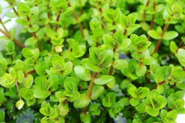アラグアイア パープルバコパ Bacopa sp.(from Araguaia Purple form