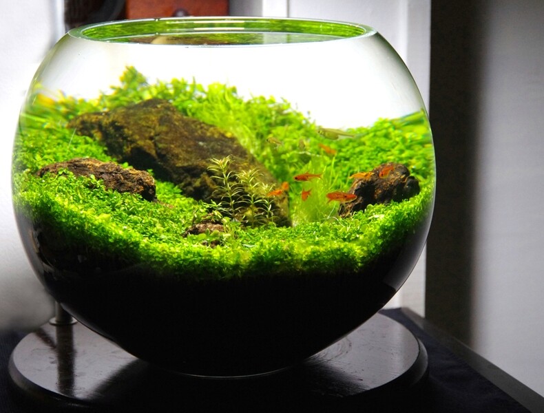 短期ハイパワーか 長期維持か 底床の話 Nature ボトルアクアリウム Sonoメソッド Sonoアクアプランツファーム水草情報局 短期ハイパワーか 長期維持か 底床の話 Nature ボトルアクアリウム Sonoメソッド Sonoアクアプランツファーム水草情報局