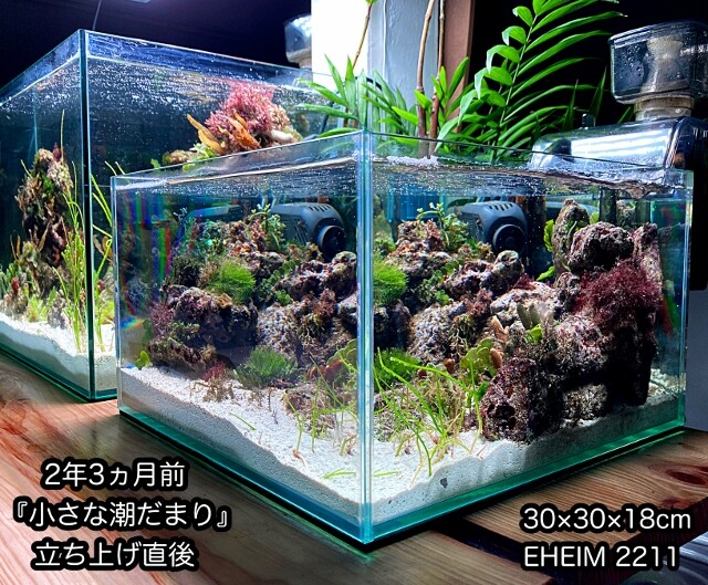 小さな潮だまり水槽 〜自活するマリン〜 : SONOアクアプランツ