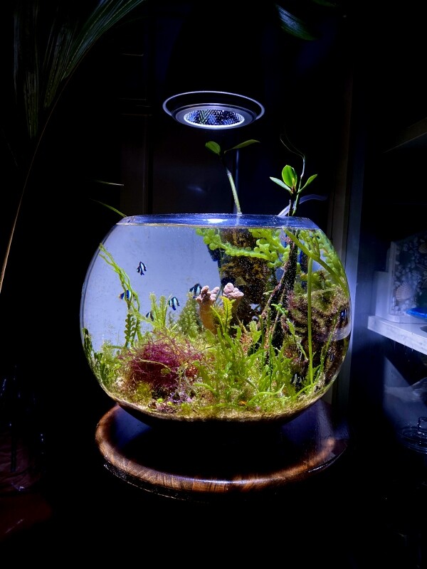 マリンアクアの常識 ・非常識？！〜マリンボトル〜 : SONOアクア