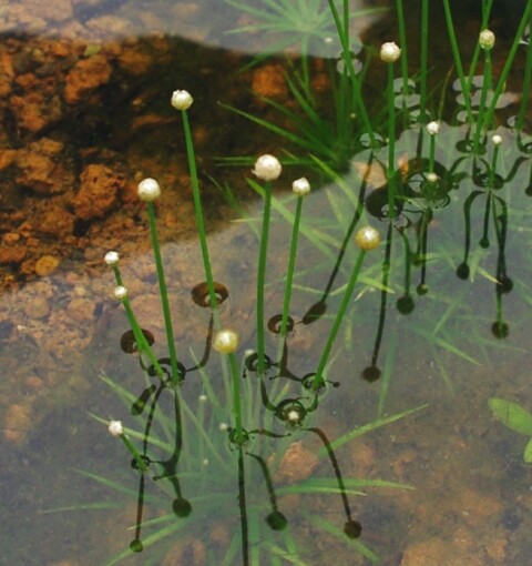 里山 Milky Way ～水田雑草～ : SONOアクアプランツファーム水草・海藻