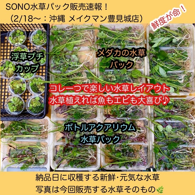 かわはら水草 SONO水草パック販売速報(2022.2/18～:メイクマン豊見城店