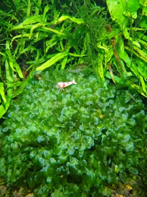モスファンを積極的に愛でる 不思議植物 Sonoアクアプランツファーム水草情報局