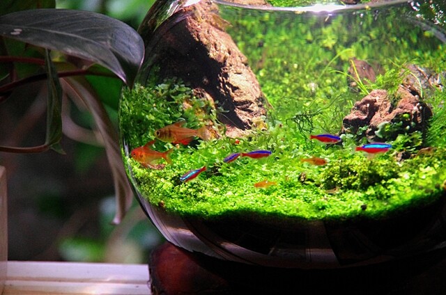 超目玉 あおい様専用 ボトルアクアリウム Www Ltr Com Tr