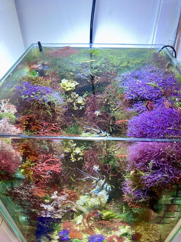 海藻石付！　海藻　セット　石灰藻　石　岩　海水　アクアリウム 石灰藻の増やし方のポイント5選！水流が意外と大事。