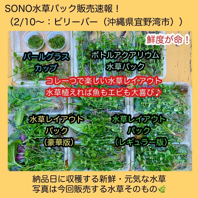 Sono水草パック販売速報 22 2 10 アクアプロスタイル ビリーバー Sonoアクアプランツファーム水草情報局 Sono水草パック販売速報 22 2 10 アクアプロスタイル ビリーバー Sonoアクアプランツファーム水草情報局