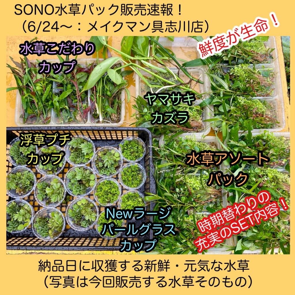 Sono水草パック販売速報 21 6 24 メイクマン具志川店 Sonoアクアプランツファーム水草情報局