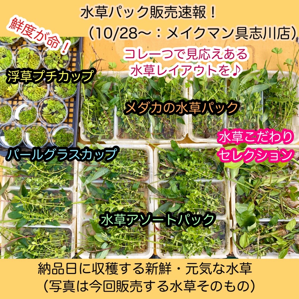 Sono水草パック販売速報 21 10 28 メイクマン具志川店 Sonoアクアプランツファーム水草情報局 Sono水草パック販売速報 21 10 28 メイクマン具志川店 Sonoアクアプランツファーム水草情報局