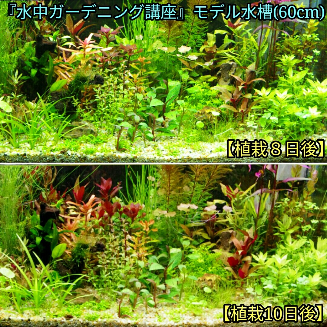 Q どの程度の間隔 密度 で水草を植えれば良いのでしょうか Sonoアクアプランツファーム水草情報局