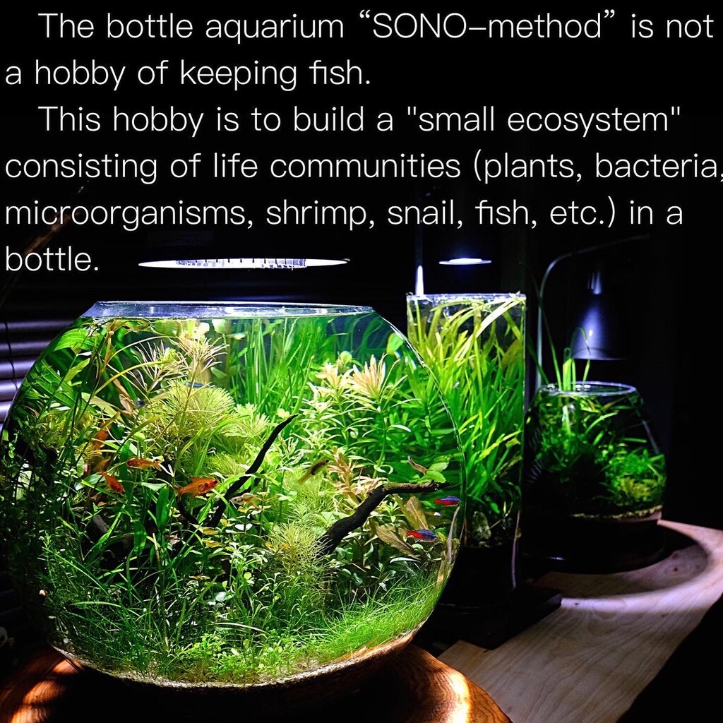 ボトルアクアリウムに秘められた命題 ボトルアクアリウムは魚を飼う趣味ではない Sonoアクアプランツファーム水草情報局 ボトルアクアリウムに秘められた命題 ボトルアクアリウムは魚を飼う趣味ではない Sonoアクアプランツファーム水草情報局