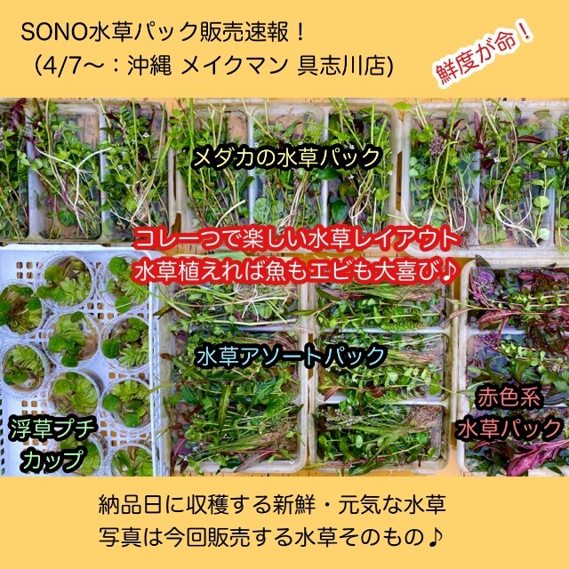 SONO水草パック販売速報(2023.4/7～:メイクマン具志川店) : SONOアクア