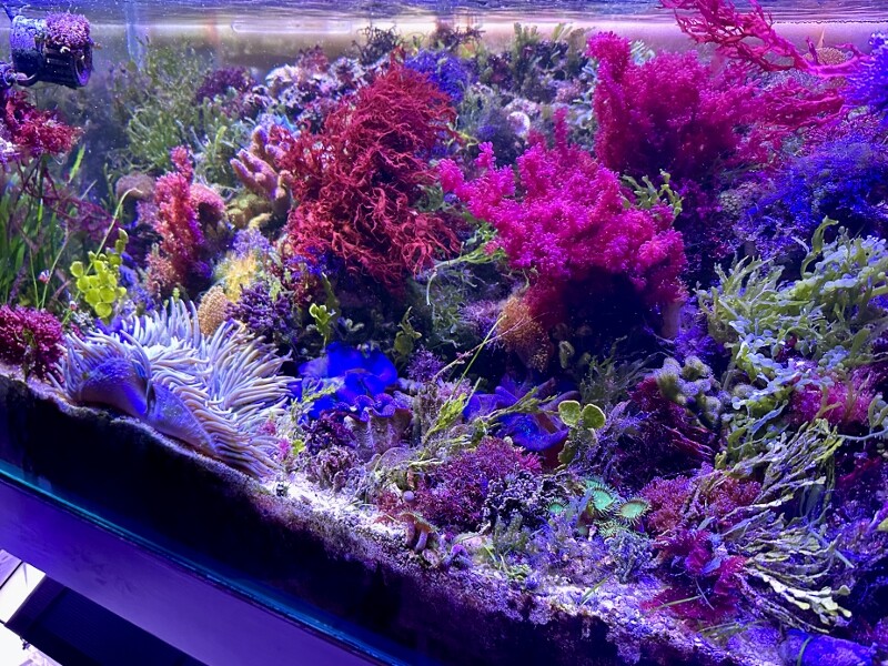 海藻セットとジュズフサノリ（小） 海藻セットとジュズフサノリ（小） CATEGORY Marineplants 海藻
