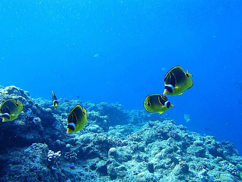 カラフル : SONOアクアプランツファーム水草・海藻情報局