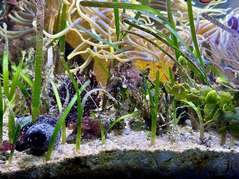 海藻セットとジュズフサノリ（小） 時間をかけて小さな海をつくる : SONOアクアプランツファーム水草