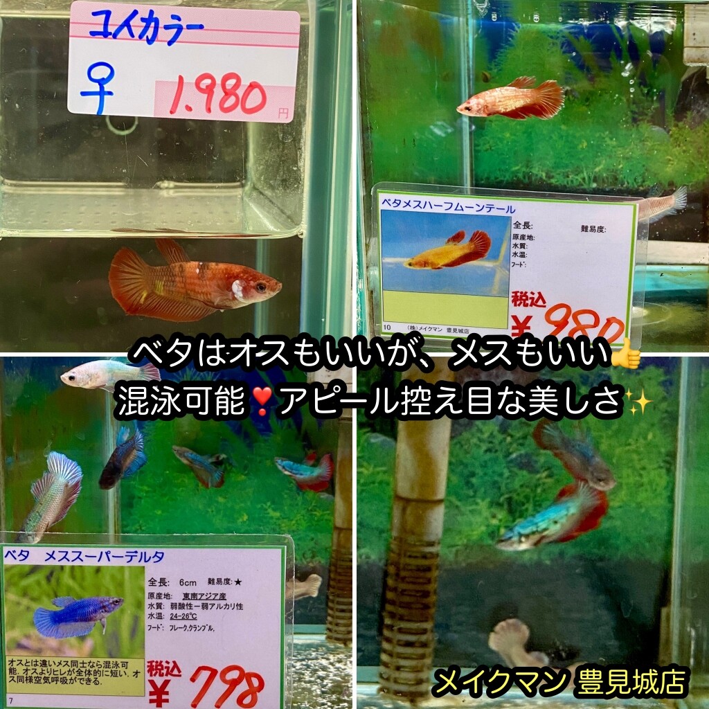 Sono水草パック販売速報 21 10 8 メイクマン豊見城店 Sonoアクアプランツファーム水草情報局