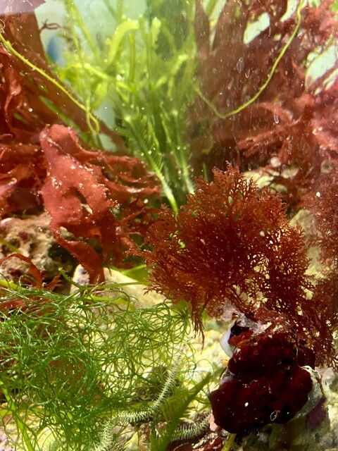 紅藻コレクション : SONOアクアプランツファーム水草・海藻情報局