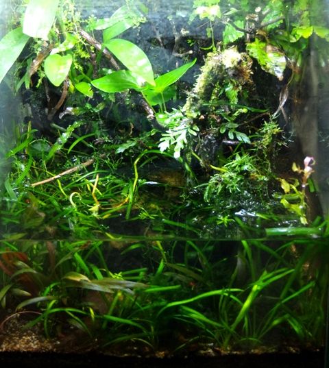 水草でない水草 Sonoアクアプランツファーム水草情報局