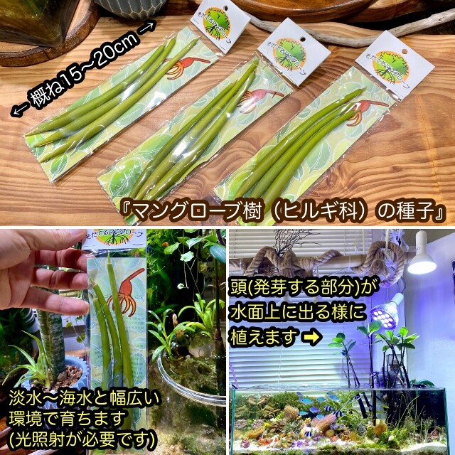 マングローブ樹の種子販売開始 Sonoアクアプランツファーム水草情報局