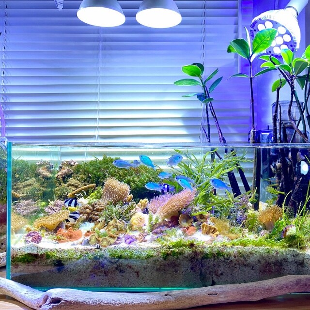 オススメ海水魚 〜デバスズメダイ〜 : SONOアクアプランツ オススメ海水魚 〜デバスズメダイ〜 : SONOアクアプランツ