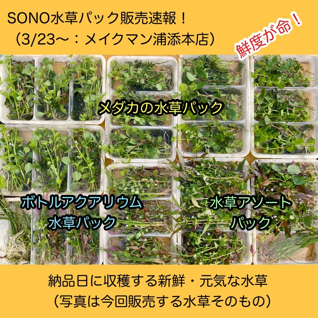 Sono水草パック販売速報 21 3 23 メイクマン浦添本店 Sonoアクアプランツファーム水草情報局