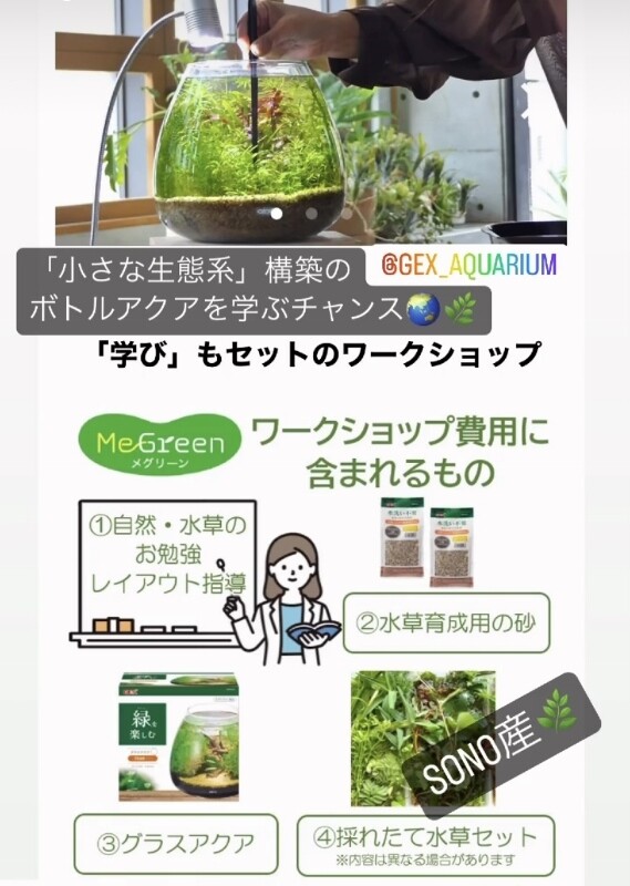 水草セット （10種） 現在休止中身.... 楽天市場】（水草）おまかせ水中葉レイアウトセット 10種（無