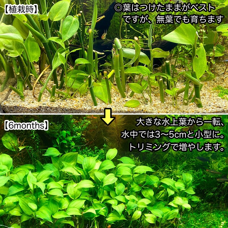 ヤマサキカズラ特売SALE ～開花記念～ : SONOアクアプランツ
