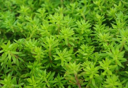 水草図鑑 『ベトナムゴマノハグサ Scrophulariaceae sp. 』 : SONO