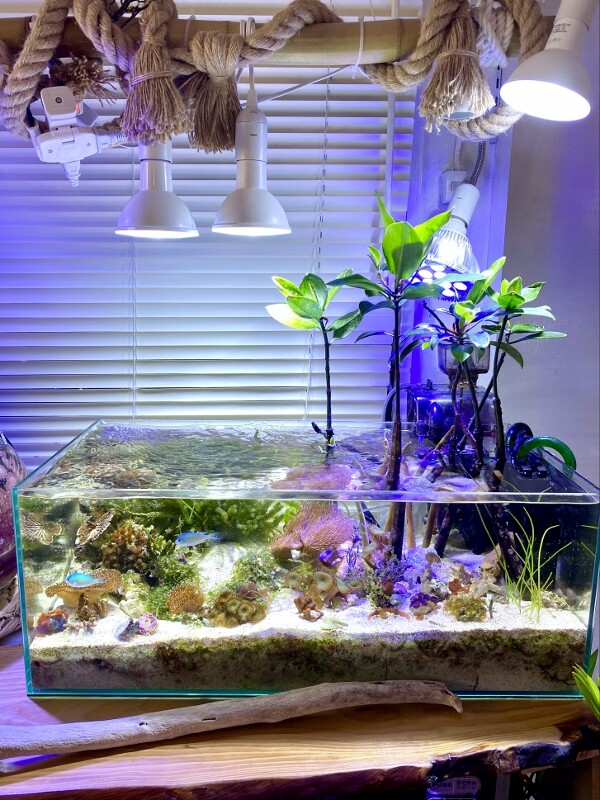 2年2カ月経過したInreef Tankとマングローブ樹の生長 : SONOアクア