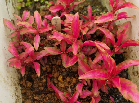 水草図鑑 アルテルナンテラの仲間 その3 Alternanthera Sp Sonoアクアプランツファーム水草情報局