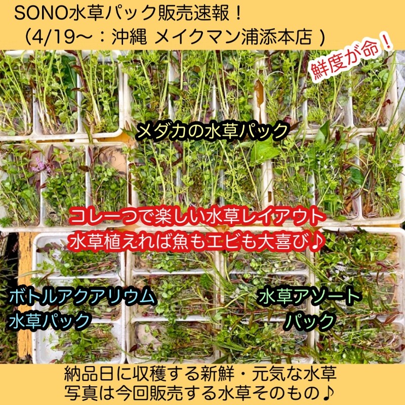 SONO水草パック販売速報(2022.4/19～:メイクマン浦添本店) : SONO