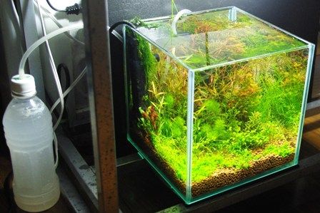 炭酸ガス】-添加の方法 : SONOアクアプランツファーム水草・海藻