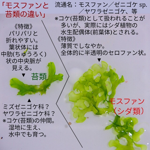 モスファンを積極的に愛でる 不思議植物 Sonoアクアプランツファーム水草情報局