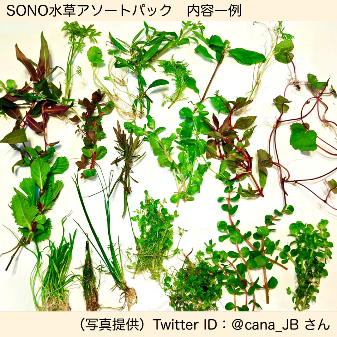 Sono水草パック販売速報 21 8 6 メイクマン ニューマン店 Sonoアクアプランツファーム水草情報局 Sono水草パック販売速報 21 8 6 メイクマン ニューマン店 Sonoアクアプランツファーム水草情報局