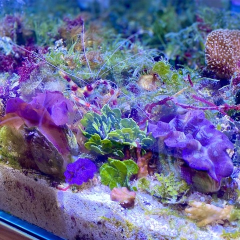 シャコガイ 貝殻 オウギガイ 置物 玄関 アクアリウム 水槽 庭 鉢 観葉植物 シャコガイ 貝殻 オウギガイ 置物 玄関 アクアリウム 水槽 庭 鉢
